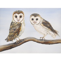 Barn Owls A4