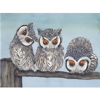 White Faced Scops Owls  A3