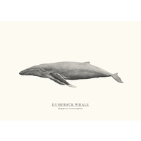 Humpback Whale A3