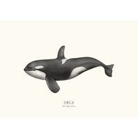 Orca A4