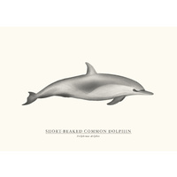 Short-Beaked Common Dolphin 