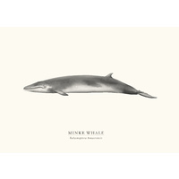Minke Whale A1