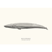 Blue Whale A2