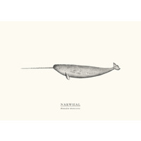 Narwhal A3