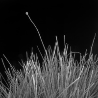 Frozen Buttongrass stem, Cradle Valley, Tasmania