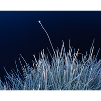 Frosted buttongrass stem, Cradle Valley, Tasmania