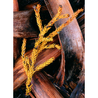 Fallen King Billy pine leaves , Cradle Valley, Tasmania