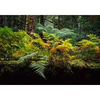 Florentine Valley Forest, Tasmania