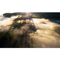 Florentine Valley Forest Aerial #3, Tasmania