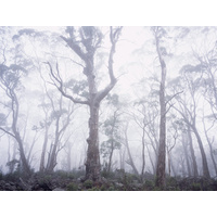 Weilangta Forest, East Coast, Tasmania