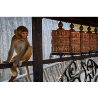 Monkey & Prayer Wheels, Swayambhunath, Kathmandu, Nepal