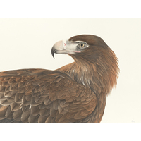 Wedge-tailed Eagle A2 print