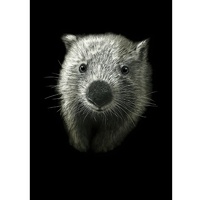 Wombat (Vombatus ursinus) A3