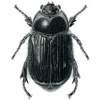 Scarab Beetle (Scarabaeidae spp.)