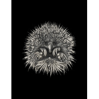 Echidna (Tachyglossus aculeatus)