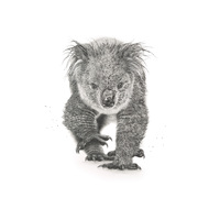 Koala A4
