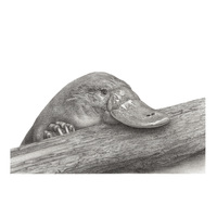 Platypus