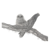 Tawny Frogmouths