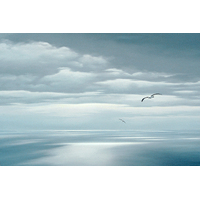 Bass Strait Albatross - Medium 75x50cm, Canvas Print only