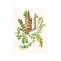 Banksia grandis  A2 - 42x59.4cm