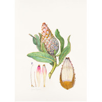 Protea cynaroides - King protea bud