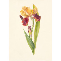 Iris hybrid 'Supreme Sultan'