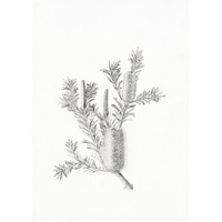 Banksia marginata A3 - 297.7x42cm
