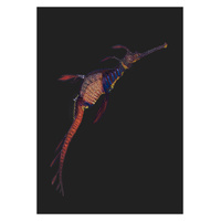 Weedy Seadragon 3 - "Beauty Beneath"