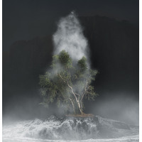 King Billy and the Huon Pine