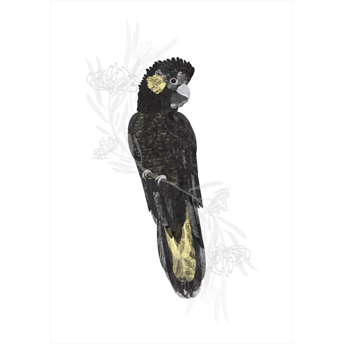 Black Cockatoo - Dark Omen