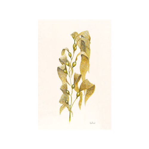 Giant Kelp