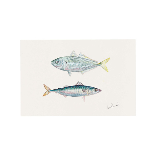 Jack Mackerel