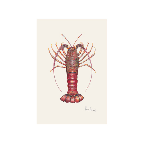 Southern Rocklobster