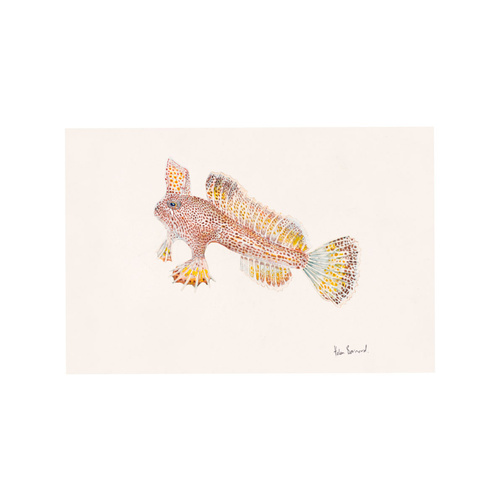 Spotted Handfish