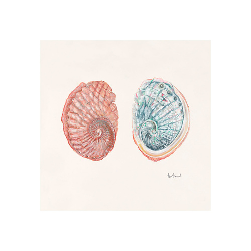 Blacklip abalone