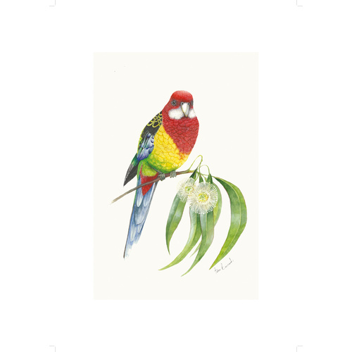 Eastern Rosella