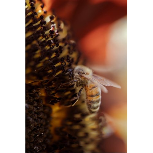 Honeybee