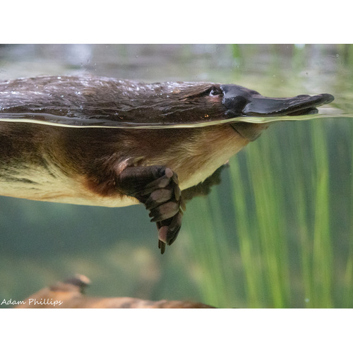 The Platypus