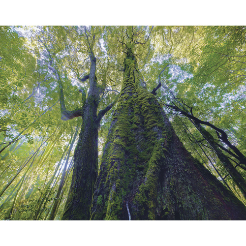 Ancient myrtle, Mt Lindsay, Tarkine