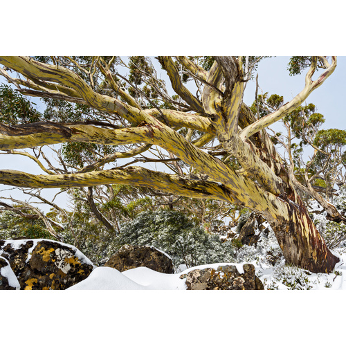 Snowgum Mt Field, Tasmania