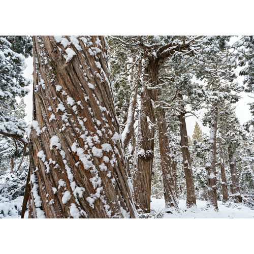 Snowy pencil pine woodland, Tasmania