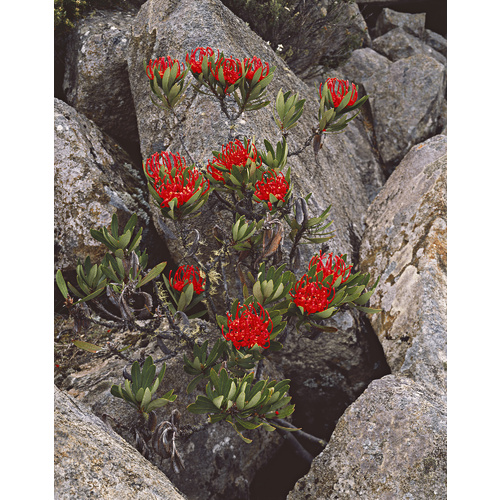 Waratah flowers, Southern Ranges, Southwest National Park