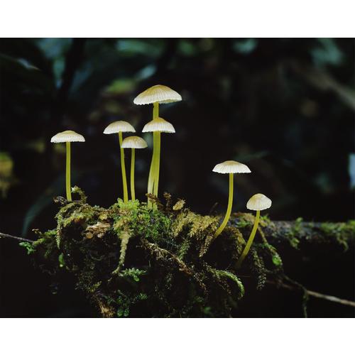Rainforest fungi, Glen Calder, Franklin-Gordon Wild Rivers National Park