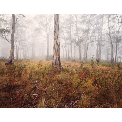 Peppermint Gum Woodland Near Chimney Pot Hill, Tasmania