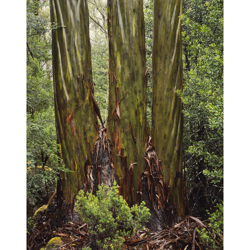 Eucalypt trunks in Rain, Pine Valley, Tasmania