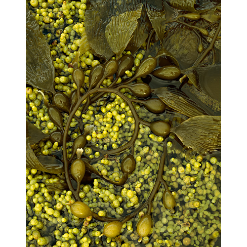 Macrocystis and Hormosira seaweed, Tasmania