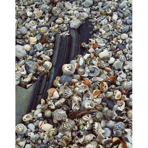 Beach detail with shells, Louisa Bay, Southwest National Park, Tasmania