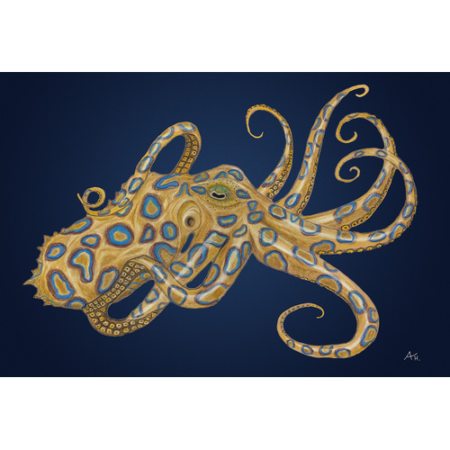 Blue Ringed octopus