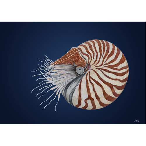 Chambered Nautilus