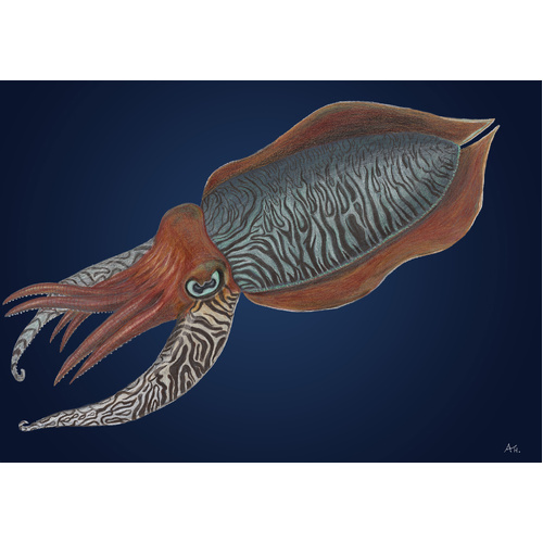 Cuttlefish